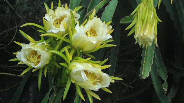 Bloemen op de drakenfruitplant die bloeien Dragon Fruit ook bekend als Pitaya of Pitahaya