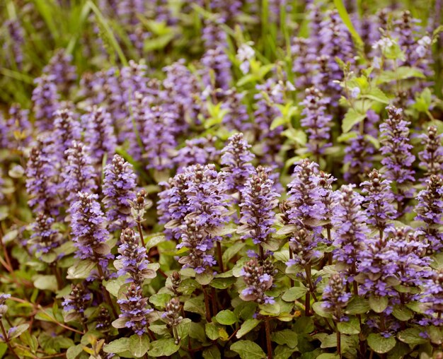 Foto bloemen op de tuin