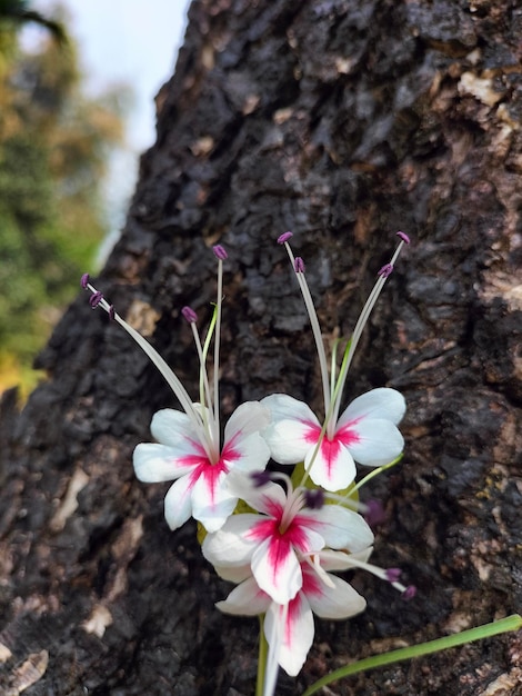 Bloemen op een boomstam