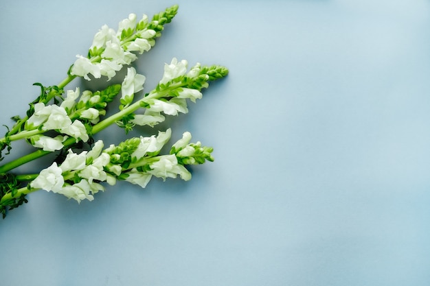 bloemen op een lichtgrijze achtergrond met ruimte voor tekst