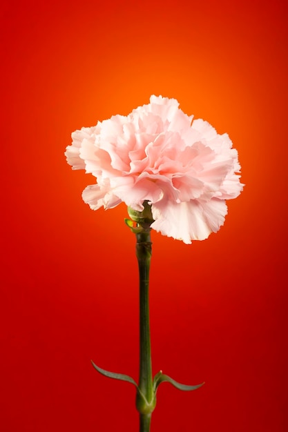 Bloemen op een rode achtergrond