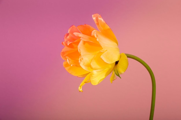 Bloemen op een rode achtergrond