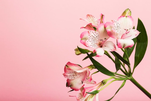 Bloemen op een roze achtergrond