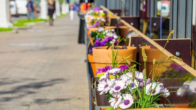 Bloemen op een stadsstraat Zomerdecoratie Focus op de voorgrond