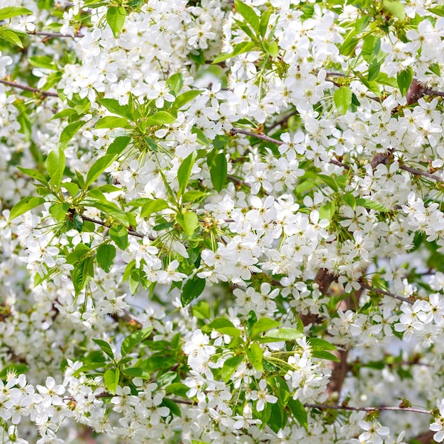 Bloemen op een tak van fruitboom