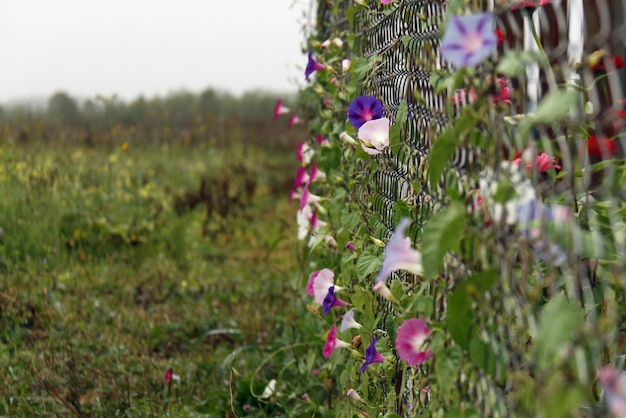 Bloemen op het hek met een wazige achtergrond