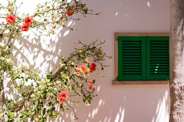 Bloemen op het raam van het huis