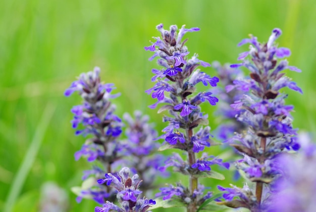 Bloemen op het veld