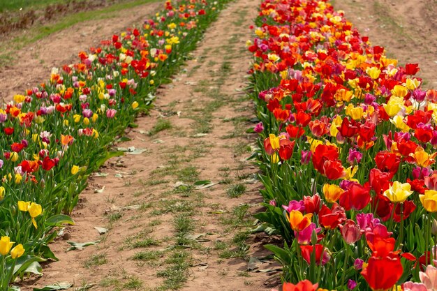 Foto bloemen op het voetpad