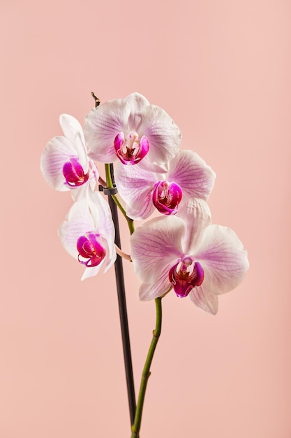 Bloemen orchidee phalaenopsis witte bloemen met roze aderen en kern op roze achtergrond