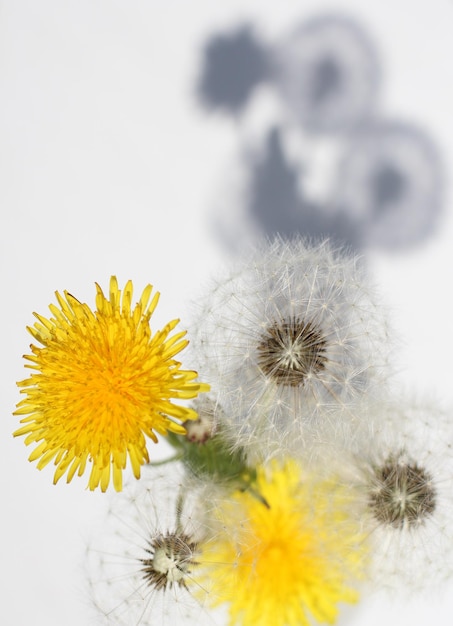 Bloemen paardebloemen geel en wit met schaduw op een witte achtergrond