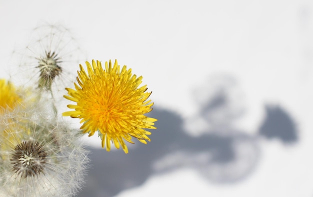 Bloemen paardebloemen geel en wit met schaduw op een witte achtergrond