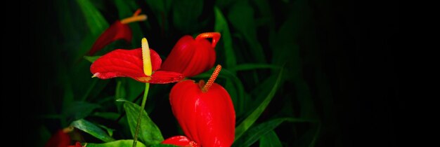 Foto bloemen panoramisch model