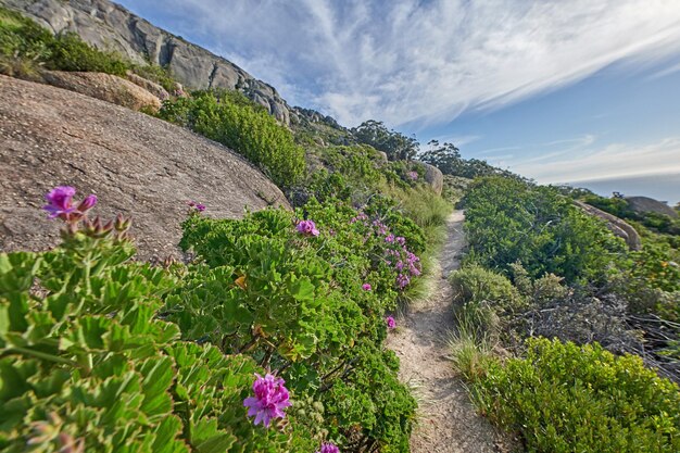 Bloemen planten en bomen langs een pad op de berg in Zuid-Afrika West-Kaap in de zomer Landschapsmening van prachtige bloemen struiken en groen groeien in een natuurlijke omgeving in het voorjaar