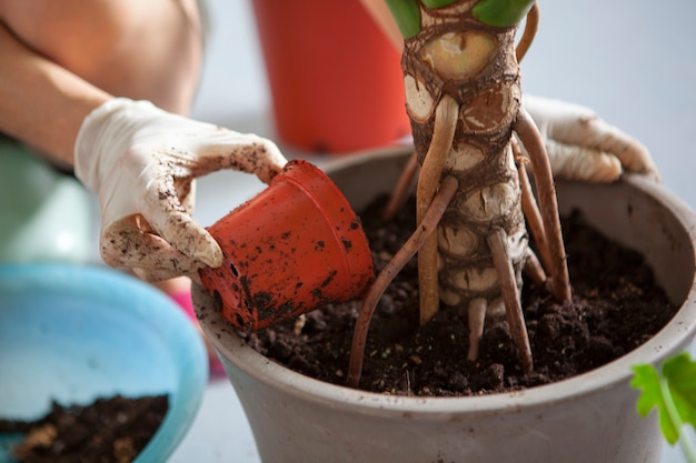 Bloemen planten in de tuin, vrouwelijke handen verplanten bladplanten naar bloempotten