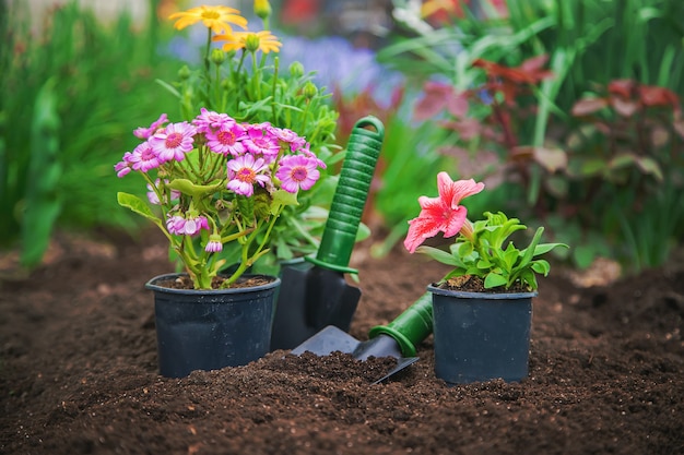 Bloemen planten in de tuin