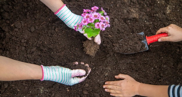 Bloemen planten in de tuin