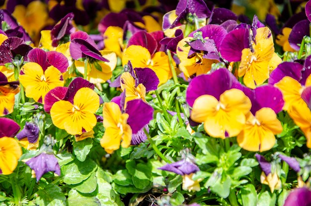 Bloemen planten tuinbloemen