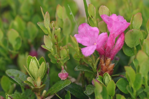 Bloemen roze rododendron