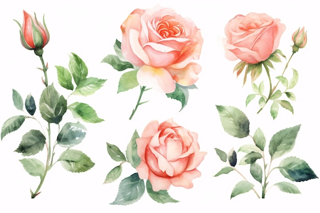 Bloemen rozen takken bladeren en toppen op een afgelegen witte achtergrond aquarel illustratie bloemdessin Generatieve Ai