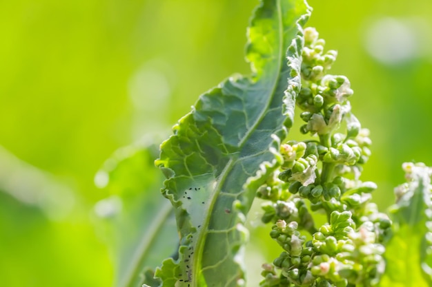 Bloemen Rumex confertus Russische dok van paardezuring close-up Geneeskrachtige kruiden verzamelen