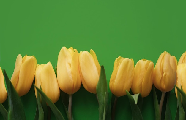 Bloemen samenstelling Gele tulp bloemen op groene achtergrond Lente zomer concept