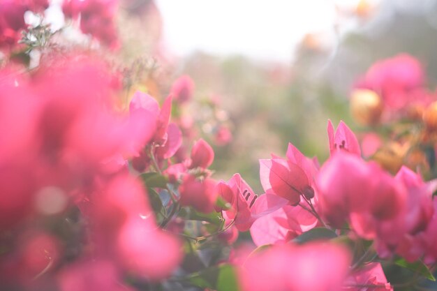 Bloemen samenstelling. Roze bloemen op de achtergrond.