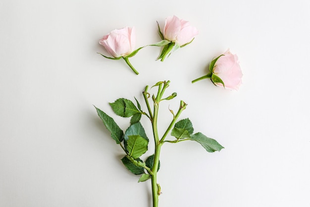 Bloemen samenstelling Roze bloemen op witte achtergrond Plat lag bovenaanzicht kopie ruimte