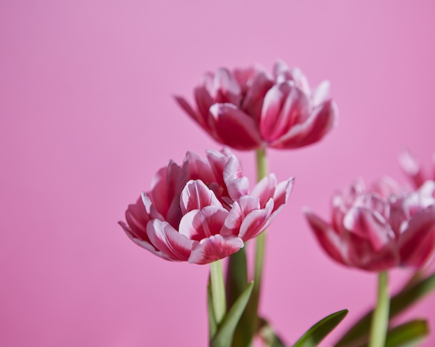 Bloemen tulpen roze wit met groene bladeren