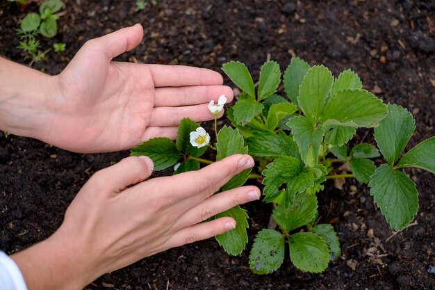 Bloemen van aardbei in tuin Kaukasisch