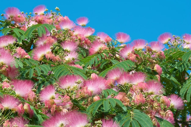 Bloemen van acacia (Albizzia julibrissin) met blauwe lucht