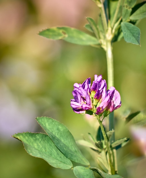 Bloemen van alfalfa in het veld. Medicago sativa.