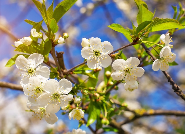 Bloemen van appel. Heldere lente achtergrond.