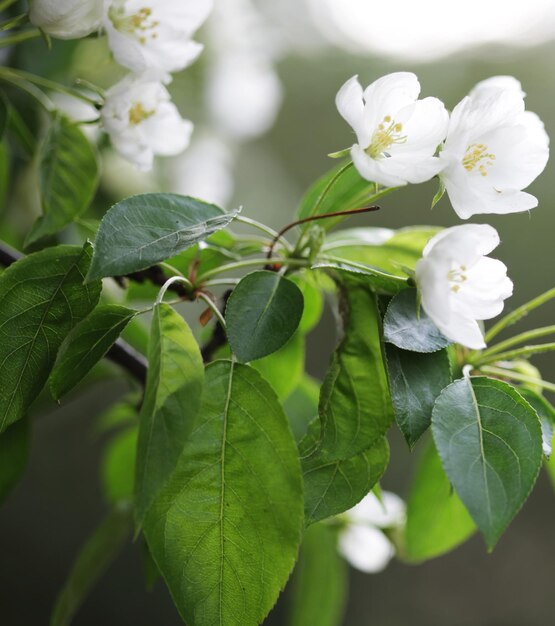 Bloemen van appel