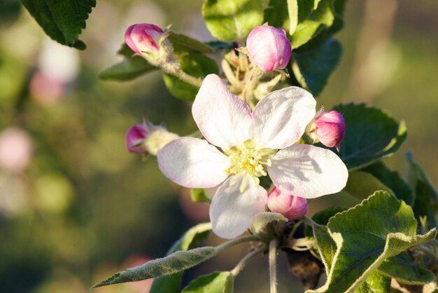 Bloemen van appel