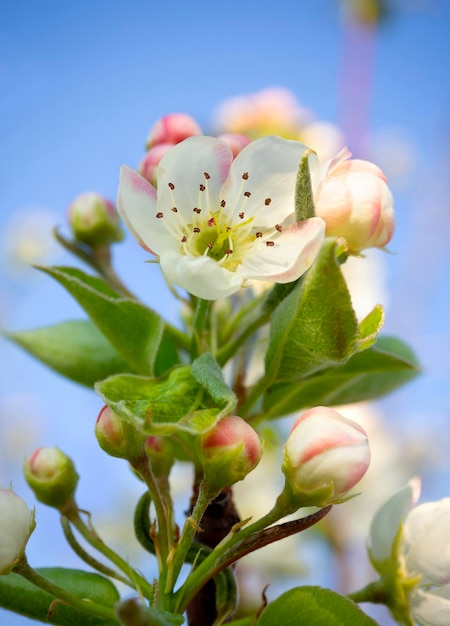 Foto bloemen van appelboom fuji in de lente in de zon