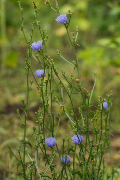 Foto bloemen van bloeiende cichorei. wortelwitlof is koffiesurrogaat