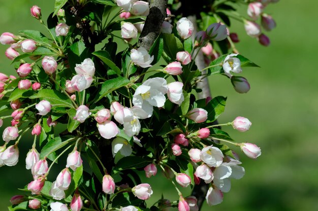 bloemen van bloeiende decoratieve kersen op een lente dag