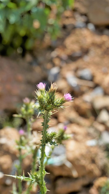 Bloemen van Carduus pycnocephalus ook bekend als Italiaanse distel