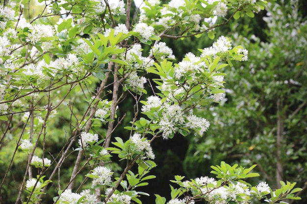 Bloemen van Chinese randboom Veel mooie witte bloemen bloeien op de takken