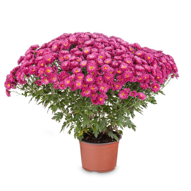 Bloemen van Chrysanthemum