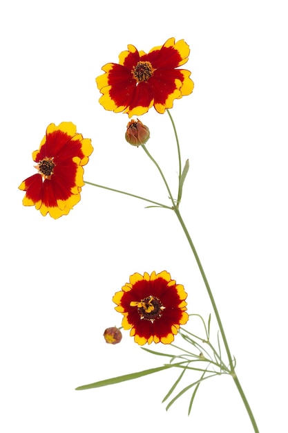 Bloemen van coreopsis Lat Coreopsis drummondii geïsoleerd op een witte achtergrond