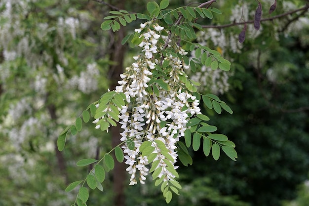 Bloemen van de acaciaboom