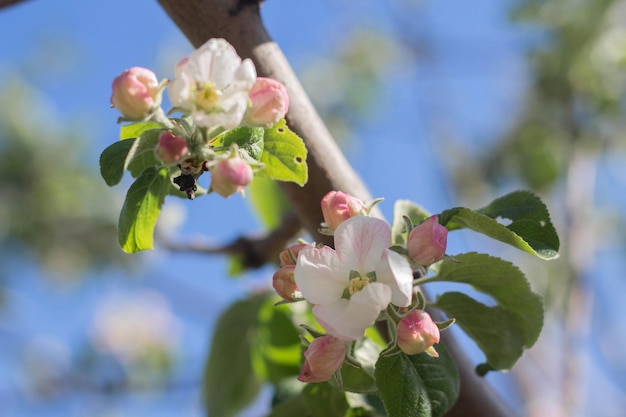 Bloemen van de appelboom bloeit op een lentedag