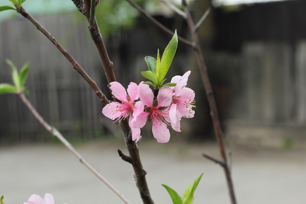 Bloemen van de kersenbloesem in het voorjaar