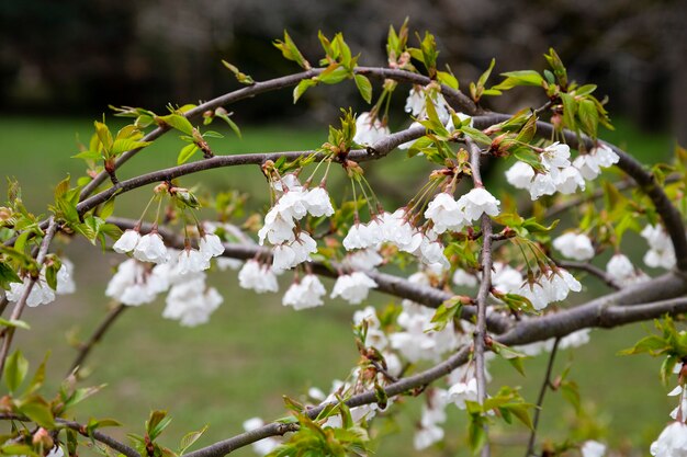 Bloemen van de kersenbloesem op een lentedag, lente