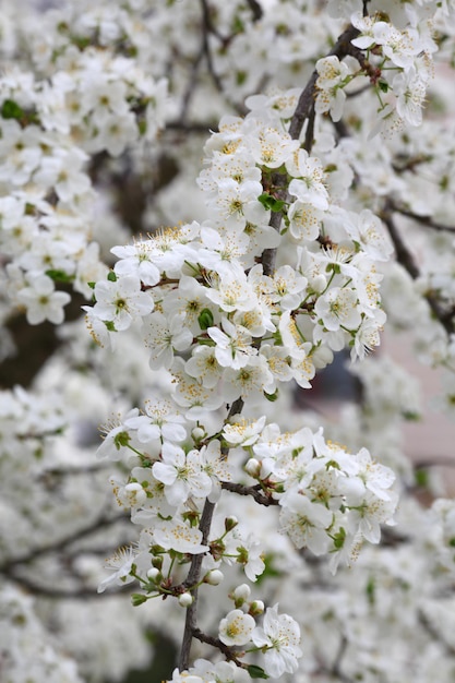 Bloemen van de kersenboom achtergronden