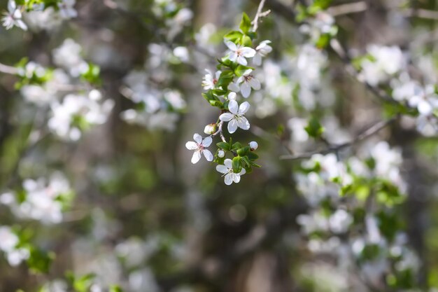 Bloemen van de kersenboom Lentebloesems op een zonnige dag