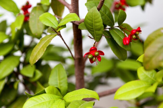 Bloemen van de Ochna