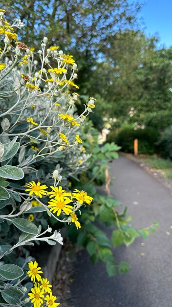 Bloemen van de oude stad van Edinburgh